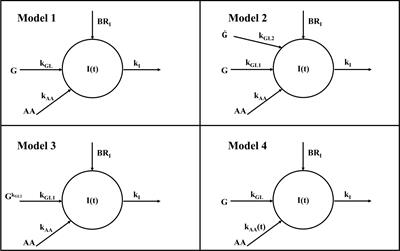 Mathematical model of insulin kinetics accounting for the amino acids effect during a mixed meal tolerance test